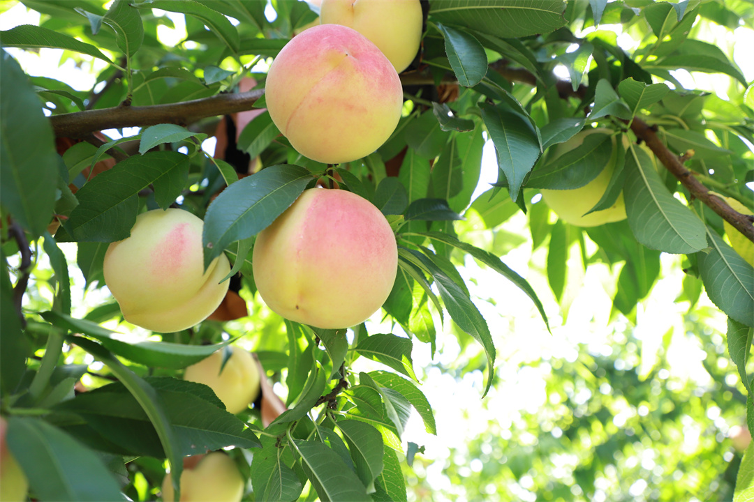 1662426129414121.jpg 微信圖片_20220906090031.jpg