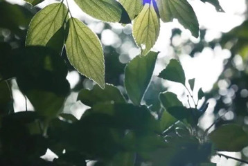 尋找百名困境兒童，聆聽童音，護(hù)苗成長